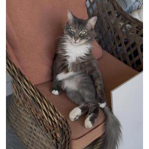 Lost Cat Mooshi