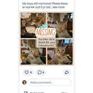 Image of Durby, Lost Cat