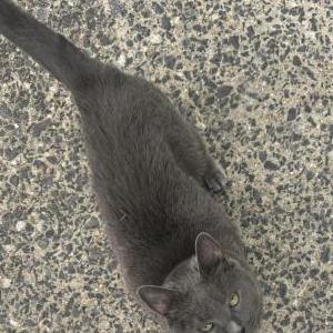 Image of Unknown, Found Cat