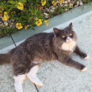 Image of Prissy, Lost Cat