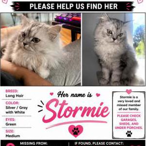 Image of Stormy, Lost Cat