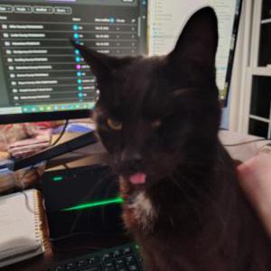 Image of Alex, Lost Cat