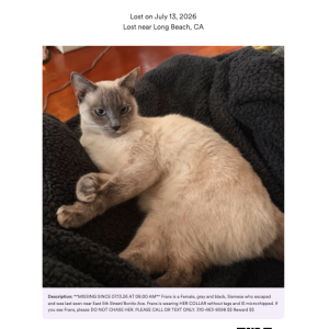 Image of Frans, Lost Cat