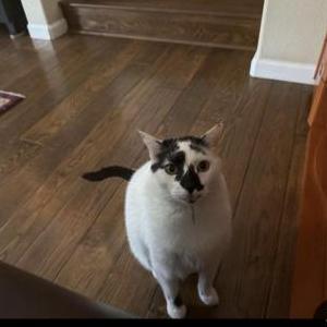Image of Dash, Lost Cat