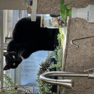 Image of Oliver, Lost Cat
