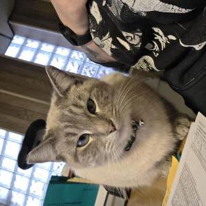 Image of Sera, Lost Cat
