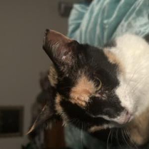 Image of Hobo, Lost Cat