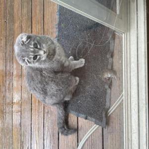 Image of Gray, Lost Cat