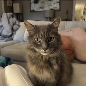 Image of Starsky, Lost Cat