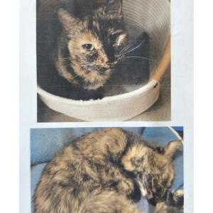 Image of Trixie, Lost Cat