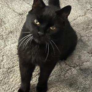 Image of Pepper, Lost Cat