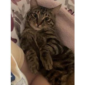 Image of George, Lost Cat