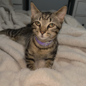 Found Cat unknown