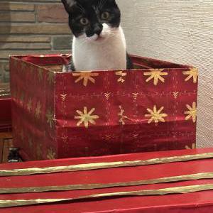 Image of Daphne, Lost Cat