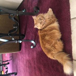 Image of Phoebe, Lost Cat