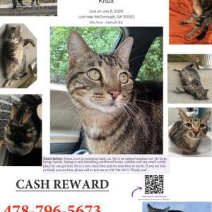 Image of Knox, Lost Cat