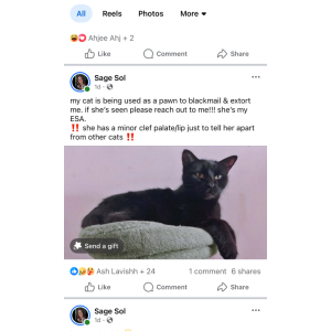 Image of Wednesday, Lost Cat