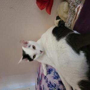 Image of Smudge, Lost Cat
