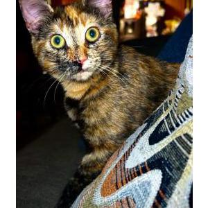 Image of Molly, Lost Cat