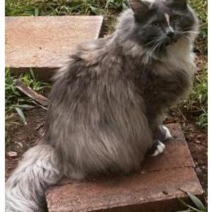 Image of Keykey, Lost Cat