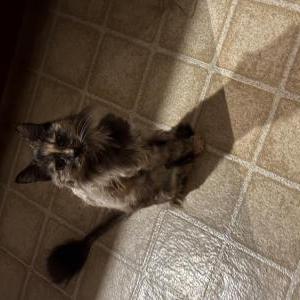Image of Cinder, Lost Cat