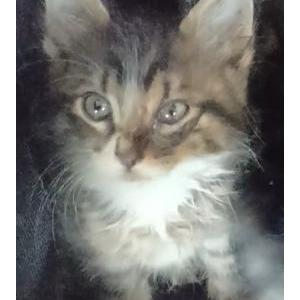 Image of Angel Baby, Lost Cat