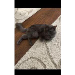 Lost Cat Simba
