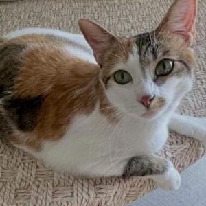 Lost 2 Callie (CA)