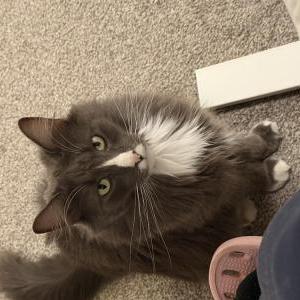 Image of Max, Lost Cat