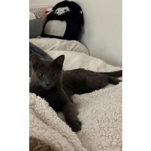 Image of Remy, Lost Cat