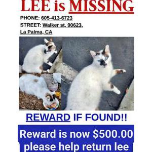 Image of Lee, Lost Cat