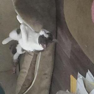 Image of Sprinkles, Lost Cat
