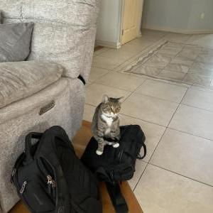 Lost Cat Zara