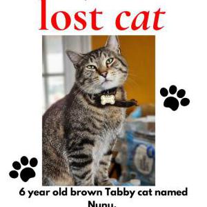 Image of Nunu, Lost Cat