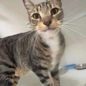 Image of Snickers, Lost Cat