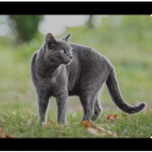 Image of Gypsy, Lost Cat