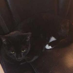 Image of Ryuk, Lost Cat
