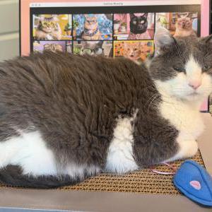 Image of Dillon, Lost Cat