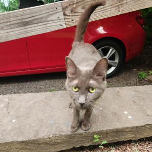 Image of Unknown, Found Cat