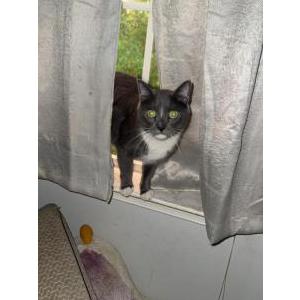 Image of Bean, Lost Cat