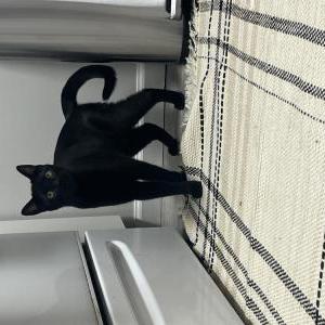 Image of Unknown, Found Cat