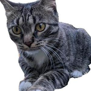 Image of Pickles, Lost Cat