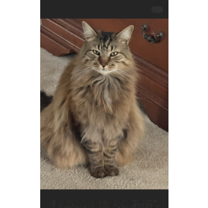Image of Blue, Lost Cat
