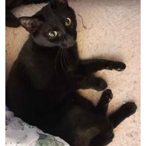 Image of Nina, Lost Cat