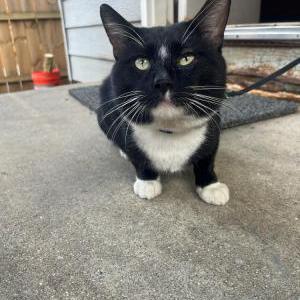 Image of Bills Sama, Lost Cat