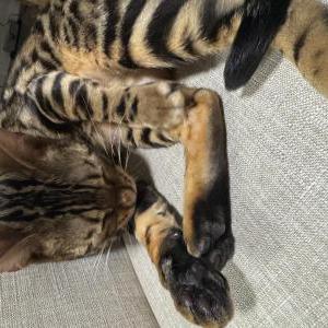 Lost Cat Zira