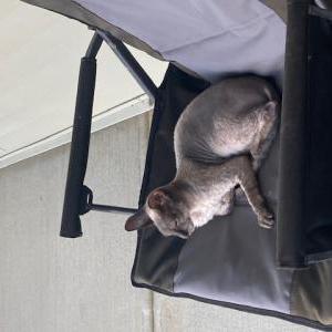 Lost Cat Ezra