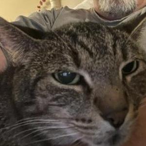 Lost Cat Spenser