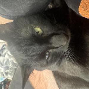 Image of Binx, Lost Cat