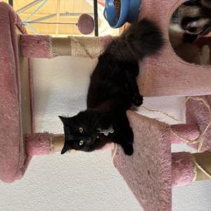 Image of Yogurt, Lost Cat